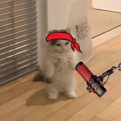 Space Inmeowders