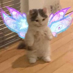 Bubble Meowble