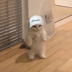 Meowni Golf
